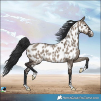 Horse Color:Brown Dun Appaloosa Rabicano