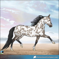 Horse Color:Brown Dun Near Leopard Rabicano 