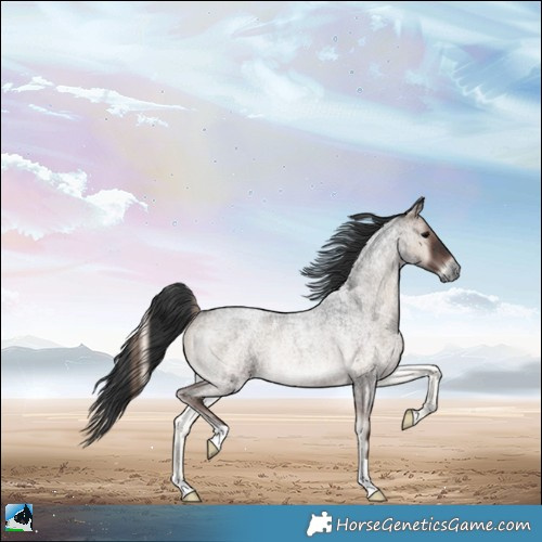Horse Color:Blue Onyx Roan Rabicano 