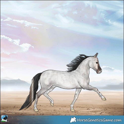 Horse Color:Blue Onyx Roan Rabicano