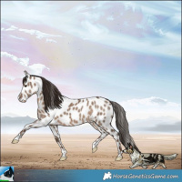 Horse Color:Liver Red Dun Appaloosa 