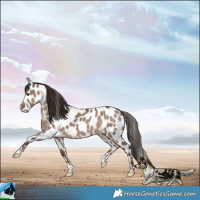 Horse Color:Liver Red Dun Appaloosa 