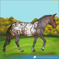 Horse Color:Brown Rabicano  and Brown Appaloosa Rabicano 