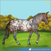 Horse Color:Brown Rabicano  and Brown Blanket Rabicano 