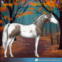 Horse Color:Silver Black Splash Tobiano 