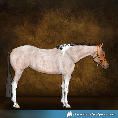 Horse Color:Bay Roan Tobiano 