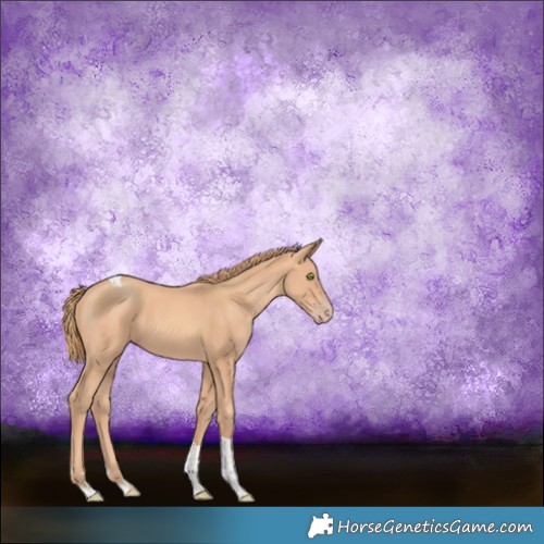 Horse Color:Gold Champagne Tobiano