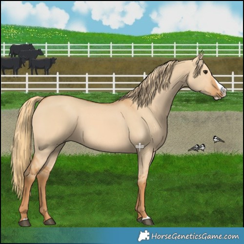 Horse Color:Red Dun Splash 