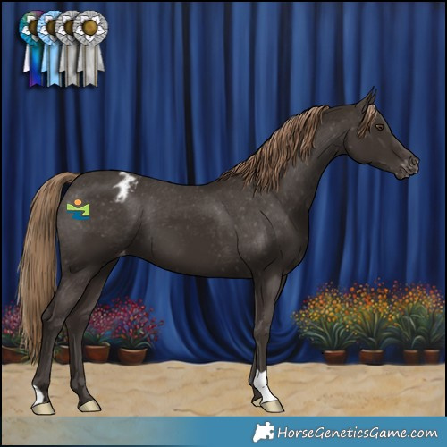 Horse Color:Liver Chestnut Appaloosa 