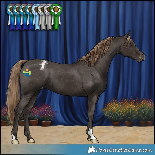 Horse Color:Liver Chestnut Appaloosa 