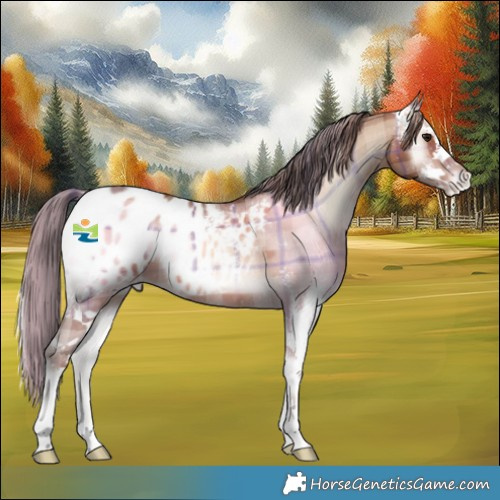 Horse Color:Plaid  Amber Champagne Onyx Sabino Appaloosa 