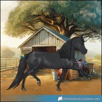 Horse Color:Black 