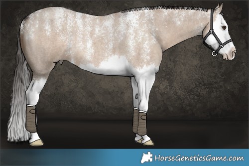 Horse Color:Powder White Liver Red Dun Roan Splash 