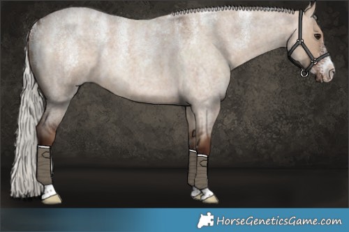 Horse Color:Powder White Silver Bay Roan Dun 