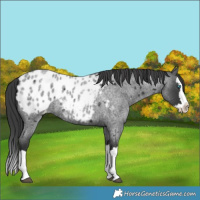 Horse Color:Blue Roan Splash Appaloosa 