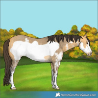 Horse Color:Buckskin Dun Sabino Frame 