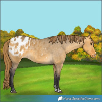 Horse Color:Buckskin Dun Blanket 