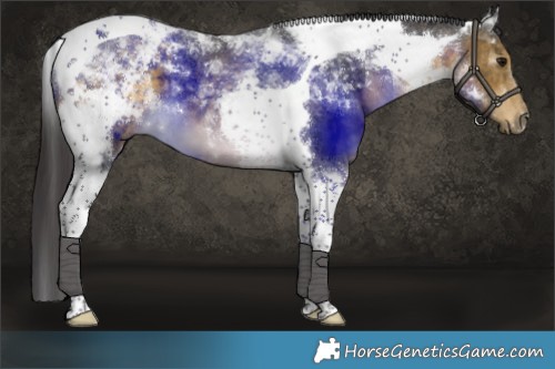 Horse Color:Buckskin Tobiano 