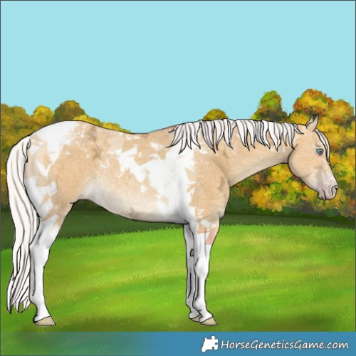 Horse Color:Silver Amber Cream Champagne Ice Tobiano Rabicano 