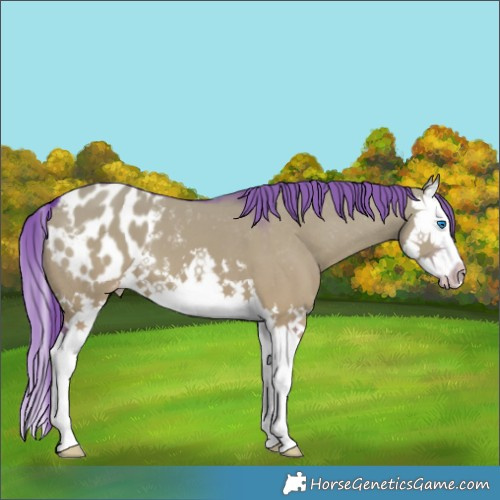 Horse Color:Watercolor Grullo Splash Appaloosa 