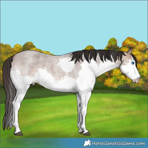 Horse Color:Brown Roan Dun Sabino Splash 