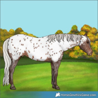 Horse Color:Silver Brown Near Leopard 