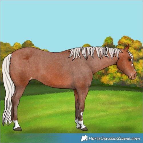 Horse Color:Silver Bay Appaloosa 