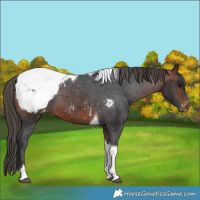 Horse Color:Bay Tobiano Snowcap 