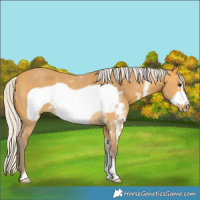Horse Color:Silver Buckskin Sabino Frame Rabicano 