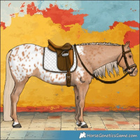 Horse Color:Chestnut Appaloosa 