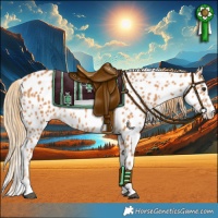 Horse Color:Chestnut Appaloosa