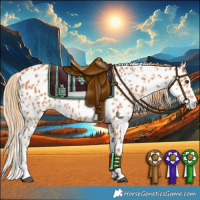 Horse Color:Chestnut Appaloosa