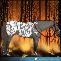 Horse Color:Grullo Appaloosa
