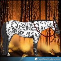 Horse Color:Black Appaloosa