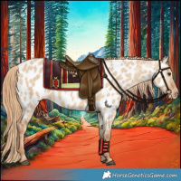 Horse Color:Red Dun Appaloosa
