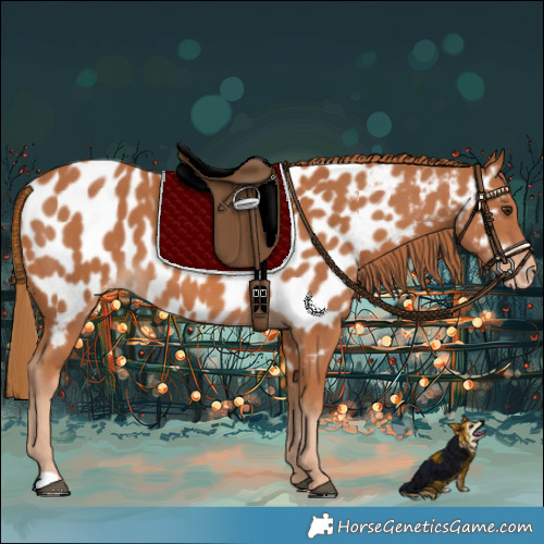 Horse Color:Chestnut Appaloosa 