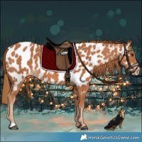 Horse Color:Chestnut Appaloosa