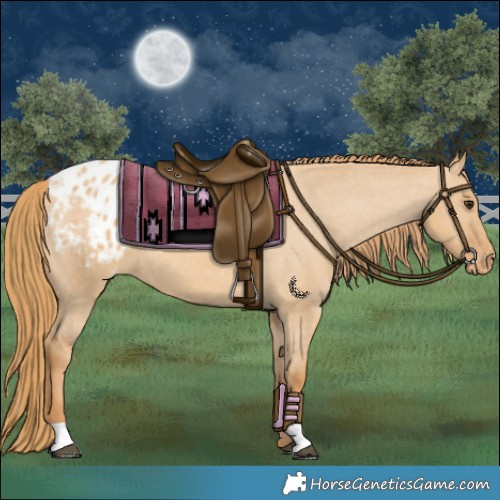 Horse Color:Red Dun Appaloosa 