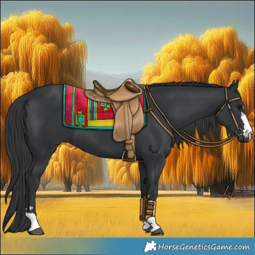 Horse Color:Black 
