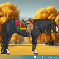 Horse Color:Black 