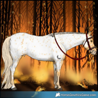 Horse Color:Palomino Dun Appaloosa 