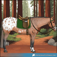 Horse Color:Bay Appaloosa