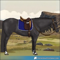 Horse Color:Smoky Black