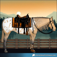Horse Color:Buckskin Appaloosa
