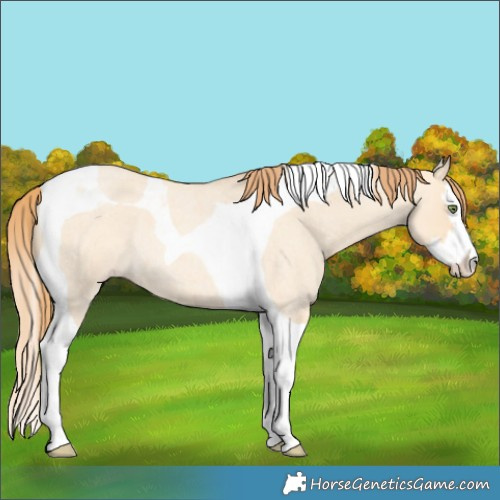 Horse Color:Gold Champagne Roan Dun Splash Tobiano Rabicano