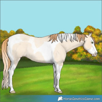 Horse Color:Gold Champagne Roan Dun Splash Tobiano Rabicano 