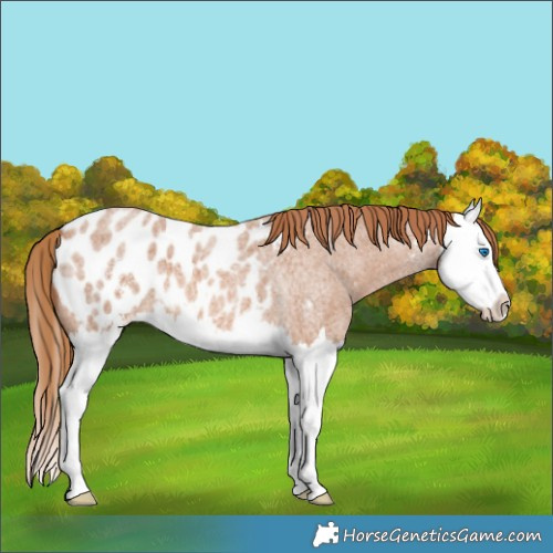 Horse Color:Red Roan Sabino Splash Appaloosa