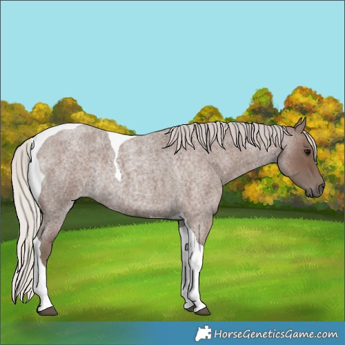 Horse Color:Silver Blue Roan Tobiano Rabicano