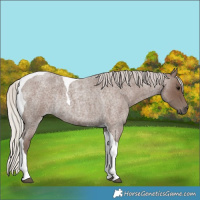 Horse Color:Silver Blue Roan Tobiano Rabicano 