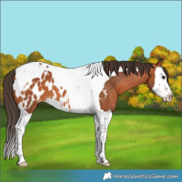 Horse Color:Bay Splash Tobiano Near Leopard 